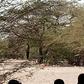 Un père de famille de 45 ans retrouvé pendu à un arbre