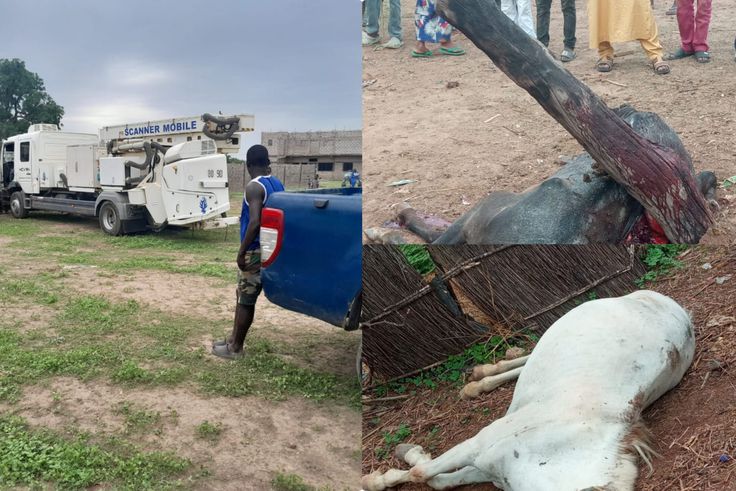 Tambacounda : Un camion de la gendarmerie dérape et tue deux chevaux