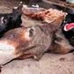 Deux ânes dépecés, la viande emportée pour...
