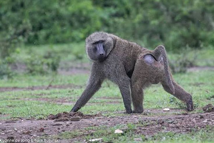 Worshippers flee as baboon storms church