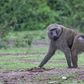 Worshippers flee as baboon storms church