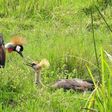Crested cranes face extinction due to habitat loss and farmer conflict