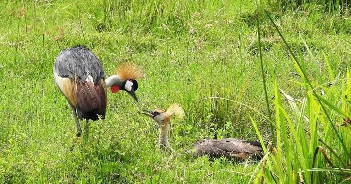 crested-cranes-face-extinction-due-to-habitat-loss-and-farmer-conflict