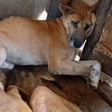 Mityana fraudsters scam billions from foreigners using abused dogs