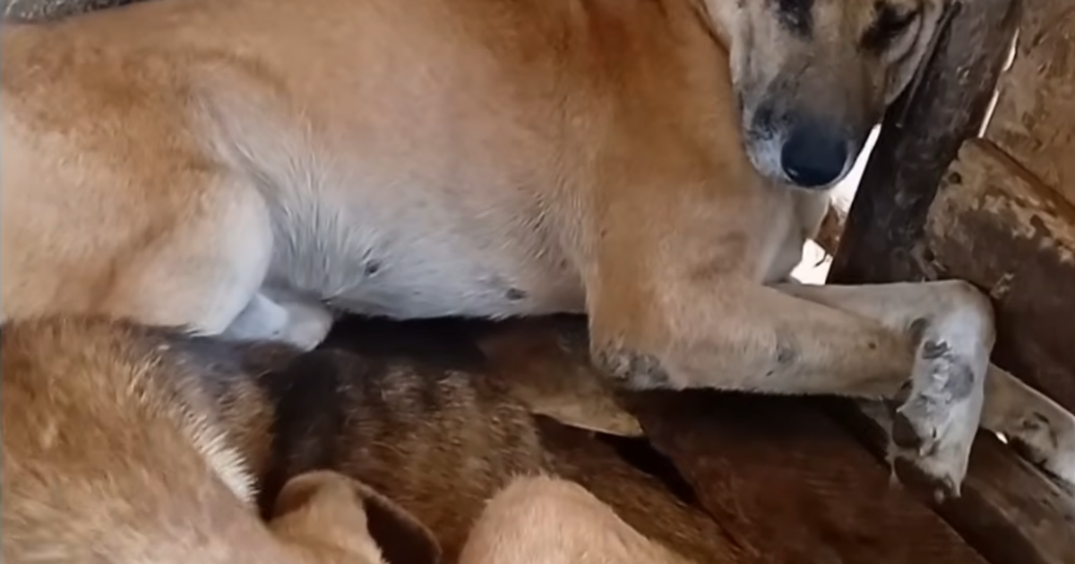 How a Ugandan Town Turned Stray Dogs Into a $730,000 Online Scam Industry — image 1