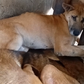 Mityana fraudsters scam billions from foreigners using abused dogs