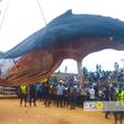 DR Congo to bury rare whale that washed ashore after failed rescue efforts