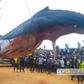 DR Congo to bury rare whale that washed ashore after failed rescue efforts