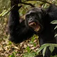 World researchers stunned as Ugandan chimpanzees launch vicious ‘civil war’ in Kibaale