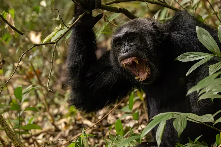 World researchers stunned as Ugandan chimpanzees launch vicious ‘civil war’ in Kibaale