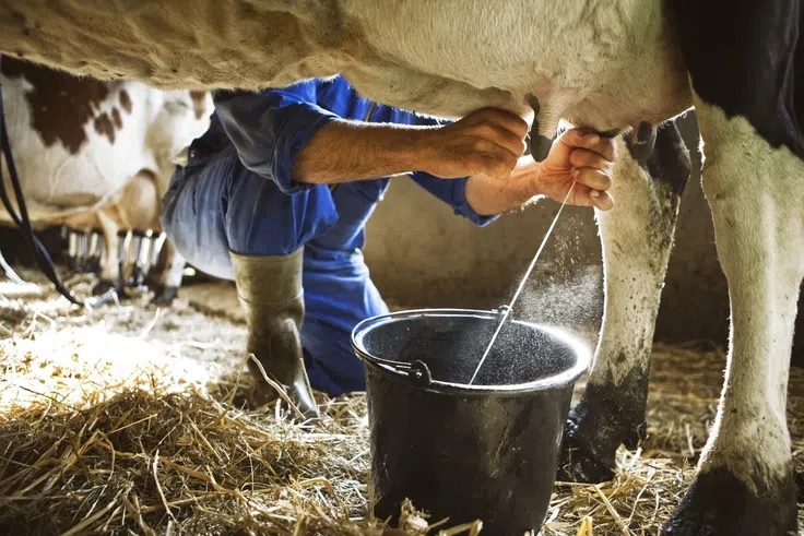Is it safe to drink raw milk straight from a cow?
