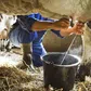 Is it safe to drink raw milk straight from a cow?