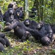 Uganda Wildlife Authority break silence on chimpanzee war in Kibale national park