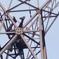Lugazi man killed while scaling high-voltage electrical tower