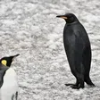 Ultra-rare all-black penguin spotted on remote island