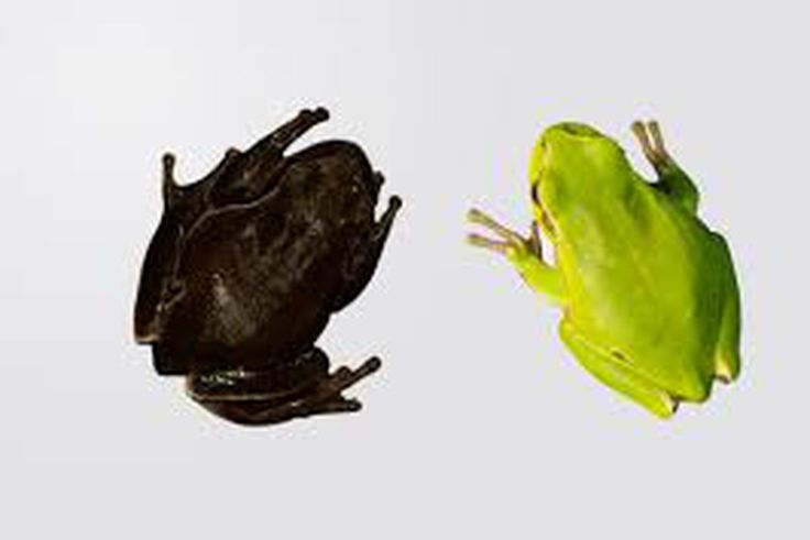 Chernobyl could be safe for humans as mutant black frogs show radiation resilience