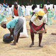 Ugandan migrants breathing life into Kisumu’s rice production