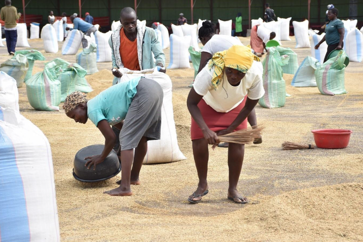 Ugandan migrants breathing life into Kisumu’s rice production