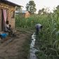 Early findings link maize farming near homes to increased malaria risk in Uganda