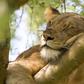 Uganda records worrisome drop in lion, elephant populations