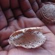 The Oyster Nut: The East African seed with big nutritional and traditional uses