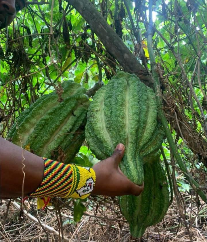 The female vines produce enormous, deeply ribbed, football-shaped gourds that weigh up to 15 kg (Image: Files)