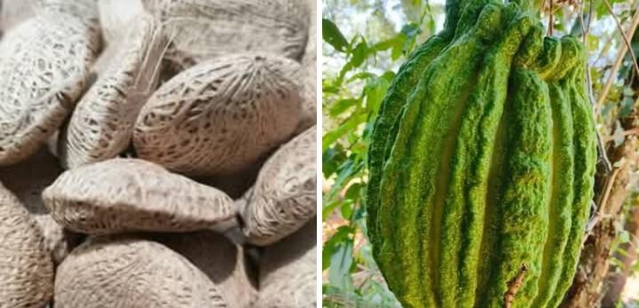 Each gourd contains between 100 to 250 flat, round, oyster-shaped seeds enveloped in a tough, fibrous husk (Image: Files)