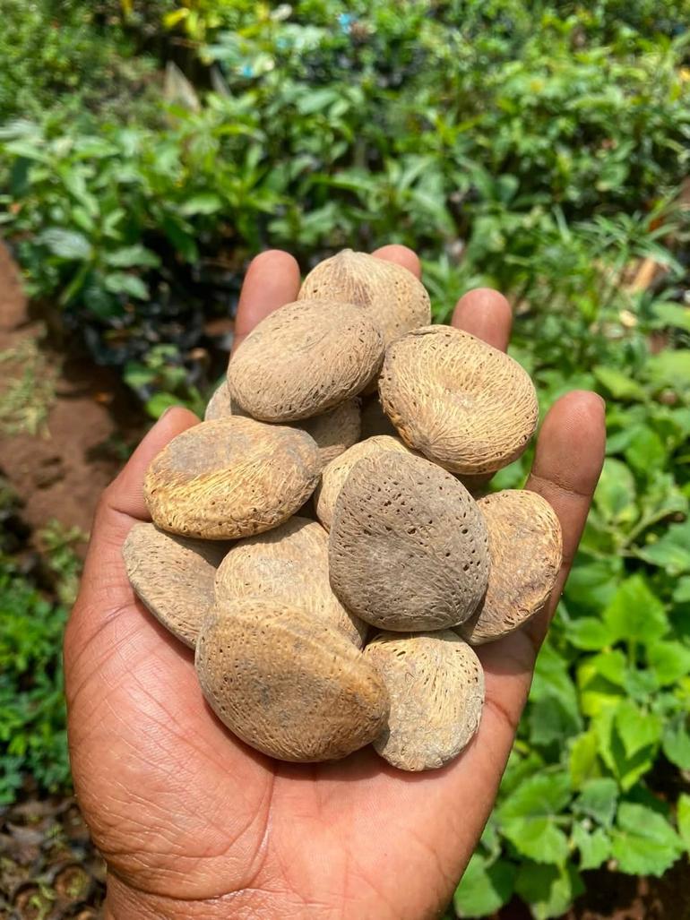 For generations, East African communities have served oyster nuts to pregnant and lactating mothers due to their highly valued lactogenic properties (Image: Files)