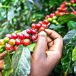 From Sh6,500 to Sh2,500, what cheaper fertiliser means for farmers in Mt Kenya