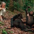 /Jane Goodall discoveries that changed how we view chimpanzees