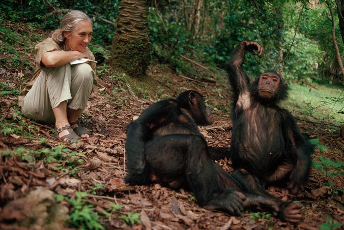 /Jane Goodall discoveries that changed how we view chimpanzees