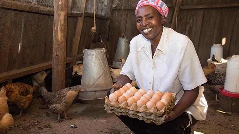 Poultry farming in Kenya is one of the most lucrative and fastest-growing agribusiness sectors due to the high domestic demand for meat and eggs (Image: Files)