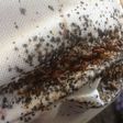 How to get rid of bedbugs: Effective tips to eliminate bedbugs fast