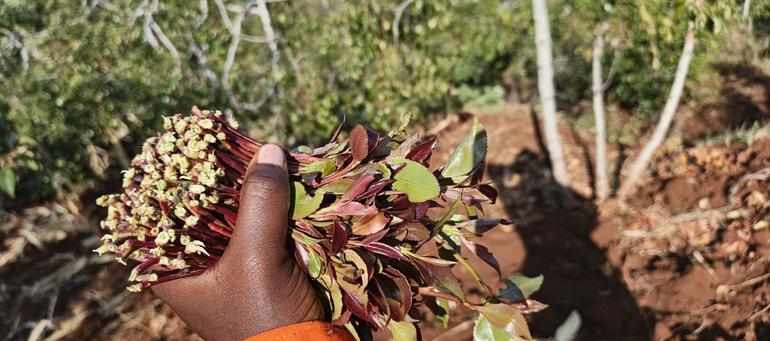 A fresh bunch of the popular 'Kisa' Miraa variety farmed in Igembe and Tigania regions of Meru County (Image: Files)