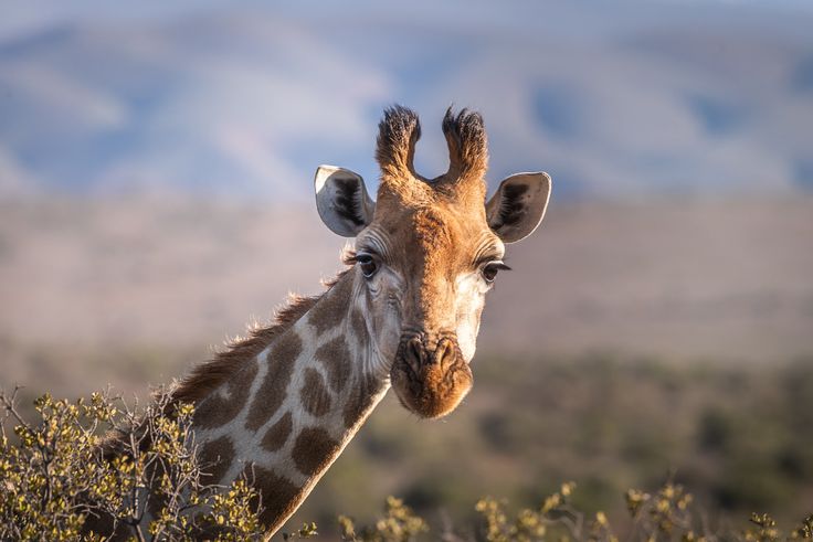 A file image of a giraffe