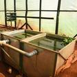 Affordable 'RAS': The fish farming technology using less water and producing more fish
