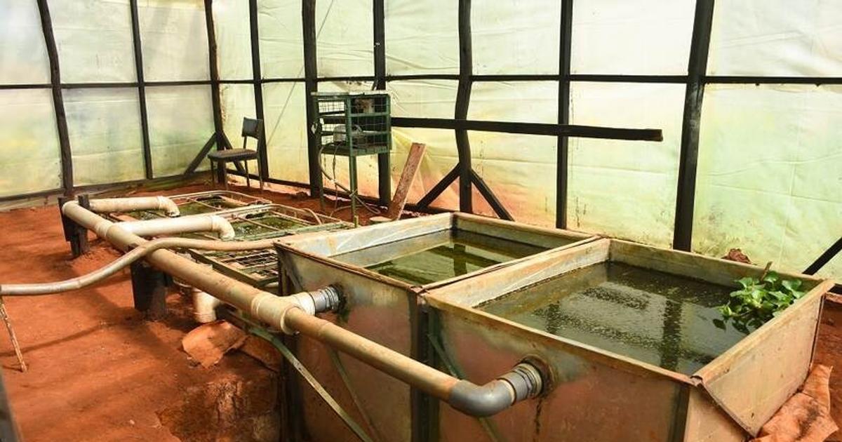 Affordable 'RAS': The fish farming technology using less water and producing more fish