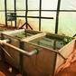 Affordable 'RAS': The fish farming technology using less water and producing more fish