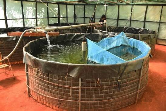 A - RAS recycles up to 90–95% of water, runs on solar energy, and increases fish yields significantly compared to traditional earthen ponds (Image: Files)