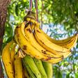 Plantain farming in Kenya: Varieties, planting guide, costs, yields and market