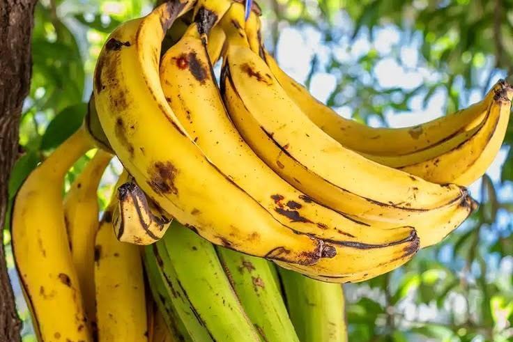 Plantain farming in Kenya: Varieties, planting guide, costs, yields and market