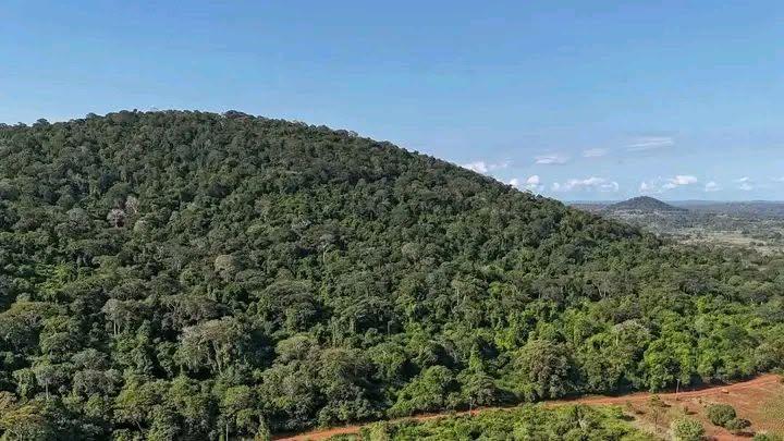 Mrima Hill is a 390-acre forested hill in Kwale County that has gained international prominence for hosting one of the world's most valuable untapped mineral deposits, valued at approximately Sh8.1 trillion (Image: Files)