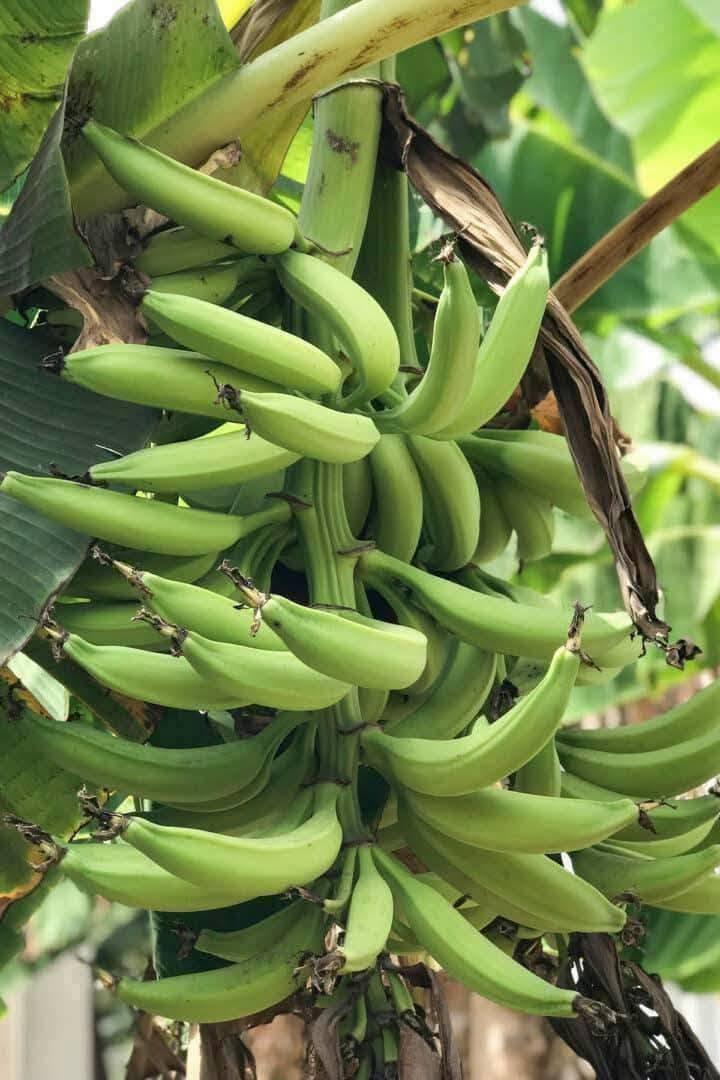 Plantain farming offers Kenyan farmers an opportunity to participate in a growing specialty fruit market, particularly in urban areas where cooking bananas are becoming more popular (Image: Files)