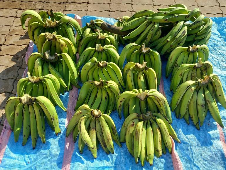 Plantain belongs to the genus Musa and  are classified into four main groups based on how the fruit grows out in bunches on the stalk (Image: Files)