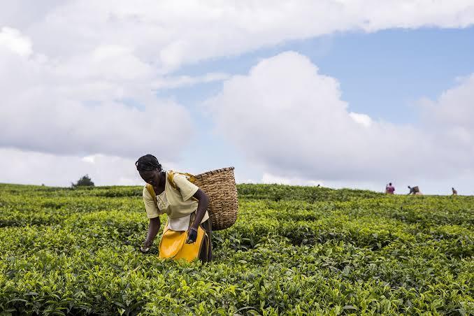 Tea was introduced to Kenya in 1903 by a British settler, G.W. Cain, in Limuru. Commercial cultivation took off in 1924 through companies like Brooke Bond (Image: Files)