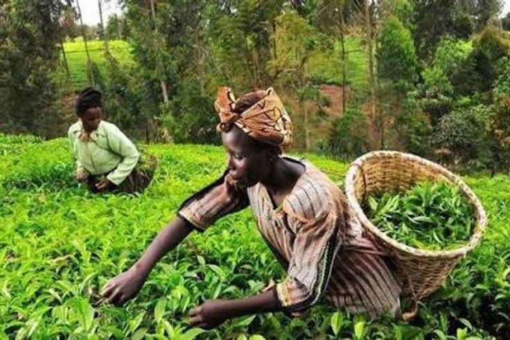 Kenya’s tea bonus row: Why farmers are getting Sh12.50 to Sh50 per kilo