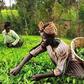 Kenya’s tea bonus row: Why farmers are getting Sh12.50 to Sh50 per kilo