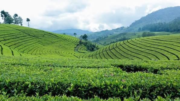 Smallholder farmers organized under KTDA account for about 60% of national tea production, while large-scale multinational plantations (concentrated in regions like Kericho) produce the remaining 40% (Image: Files)