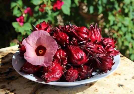 The harvested parts are the fleshy, bright red sepals (calyces) that swell up to protect the seed pod after the flower blooms and falls off (Image: Files)