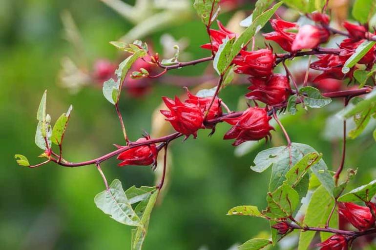 Roselle is rich in vitamin C, organic acids, and anthocyanins (antioxidants), clinical studies highlight its potential to help lower blood pressure, improve cardiovascular health, and reduce inflammation (Image: Files)